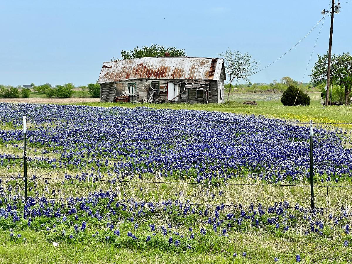 Plan a Texas Road Trip for the Spring Bluebonnet Season