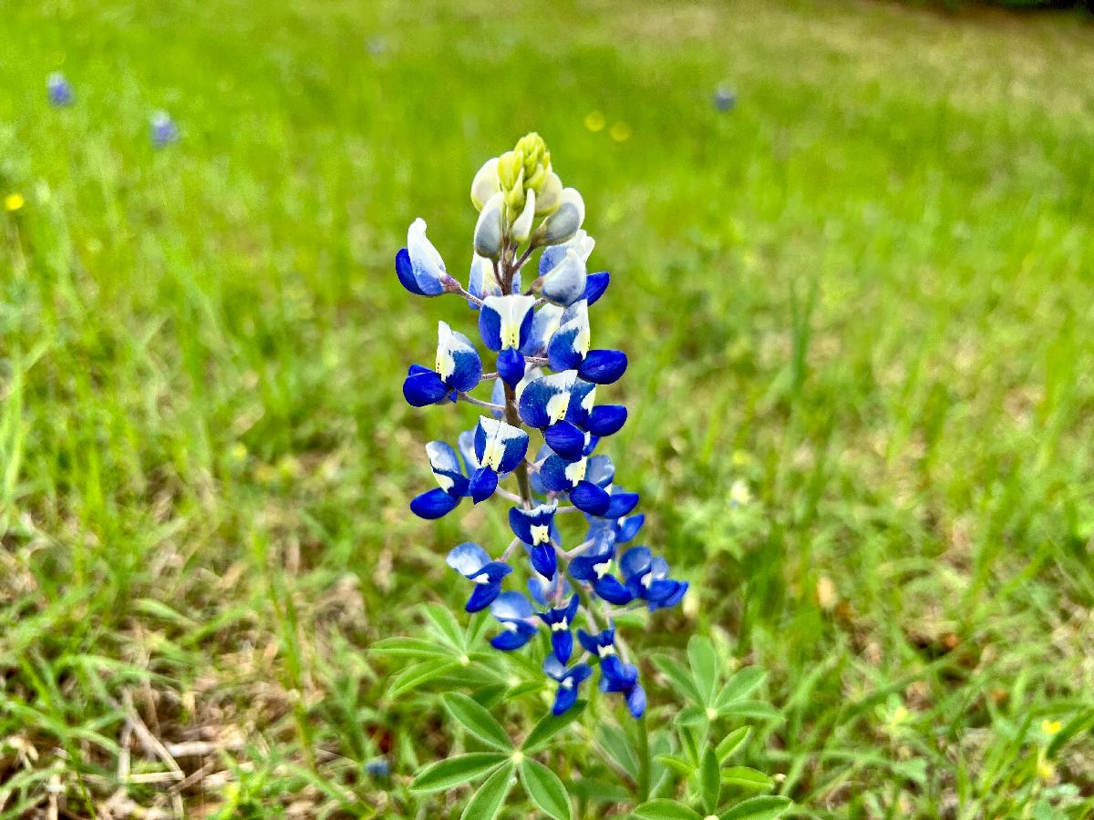 I'm a Lonely Bluebonnet and I Want to Be a Star!