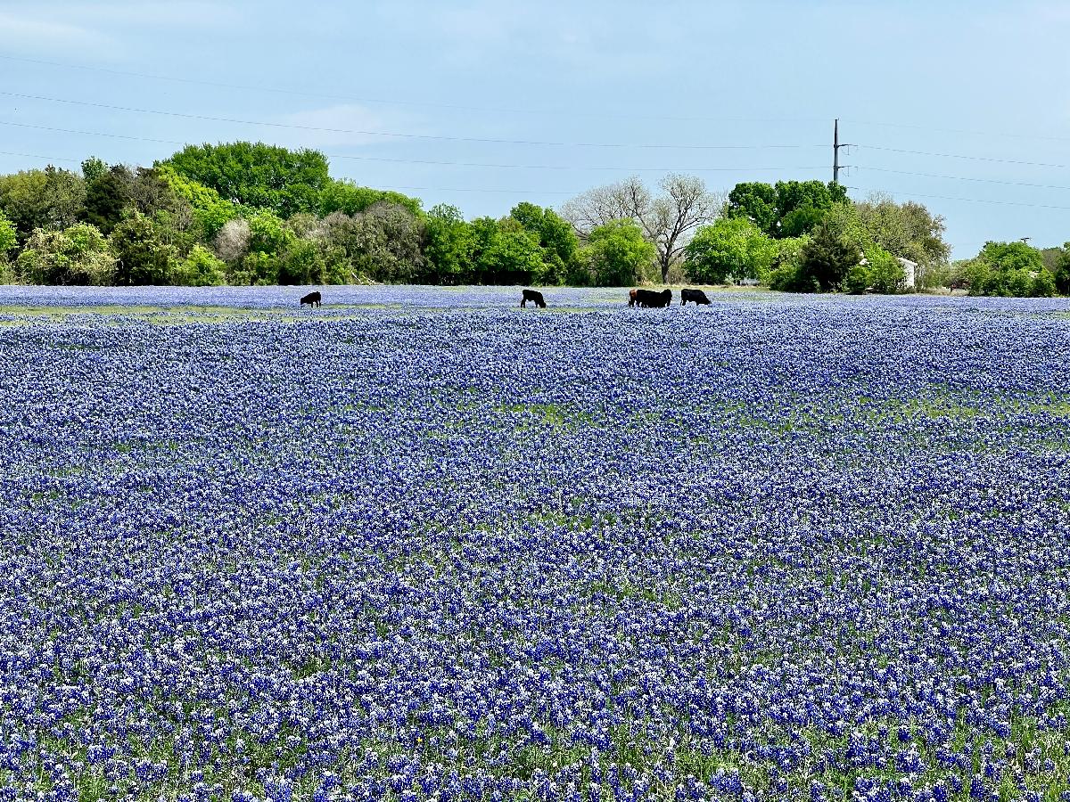 Iconic Texas: Bluebonnet Field with Horses