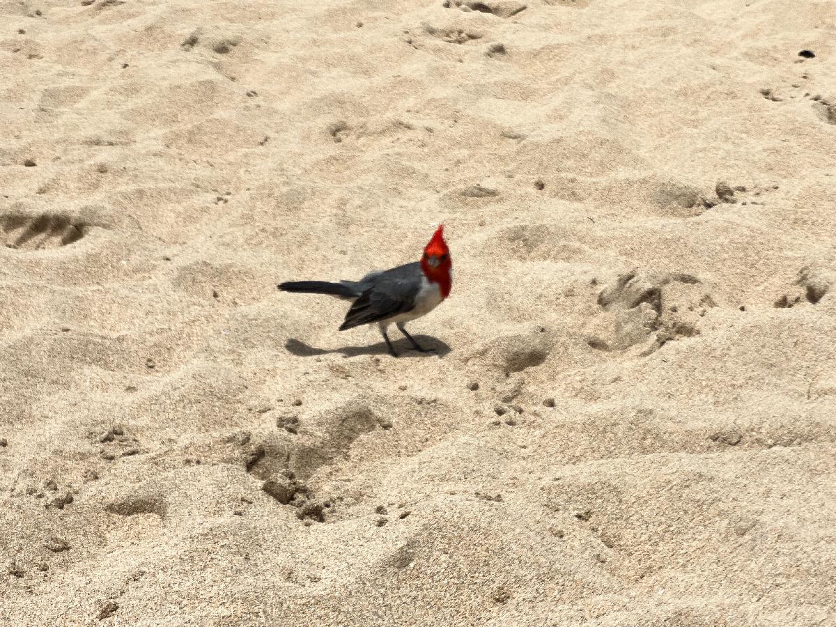 Red-Crested Cardinals on Beaches of Kauai
