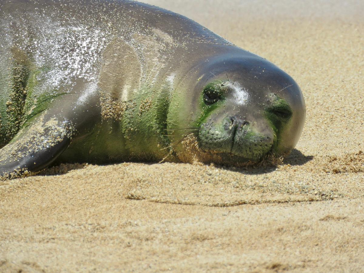 It's Your Lucky Day if You Spot a Hawaiian Monk Seal!