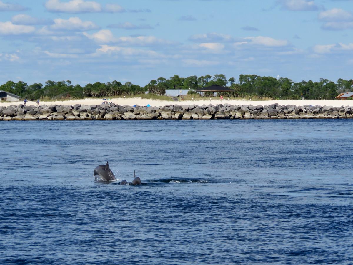 Wild Dolphins Frolicking in St. Andrews Bay