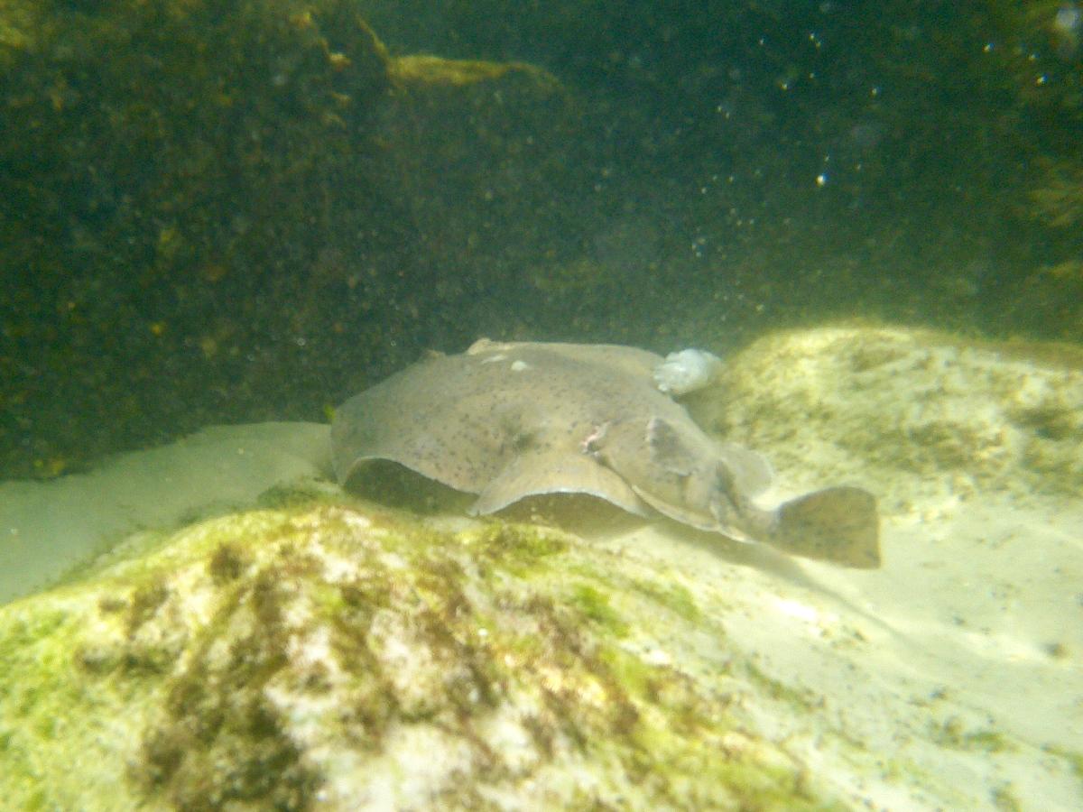 Snorkeling in the Waters Surrounding Shell Island