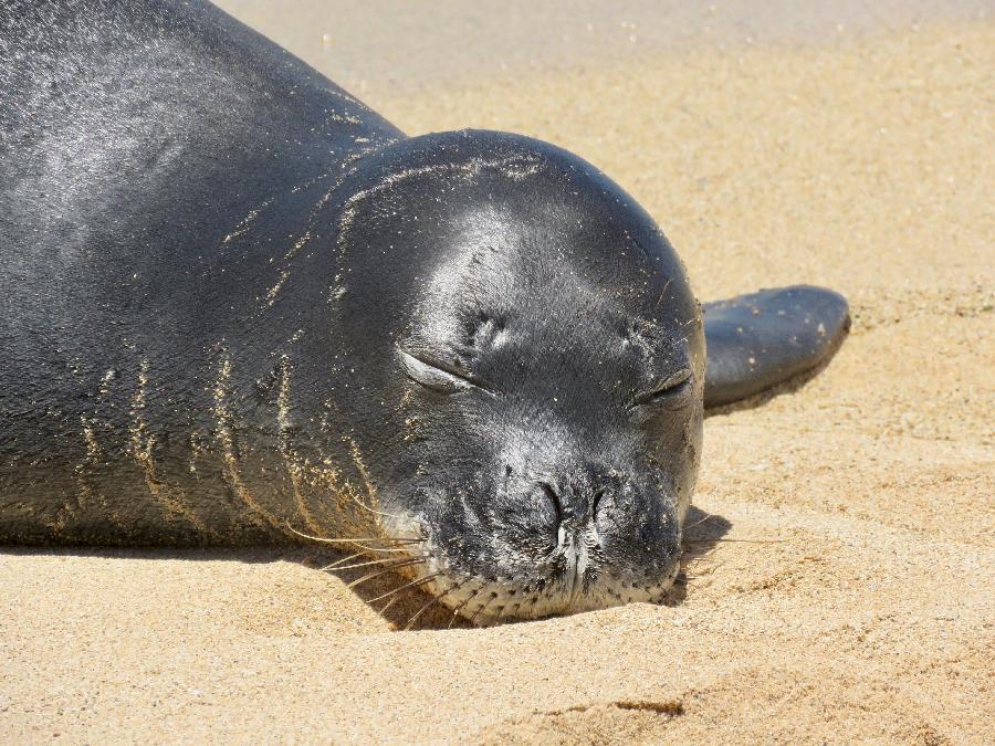Hawaiian Monk Seal lounging on Poipu Beach