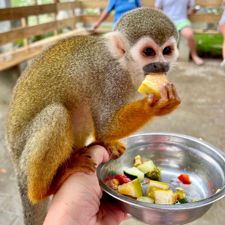Feeding Squirrel Monkeys at Monkey Island