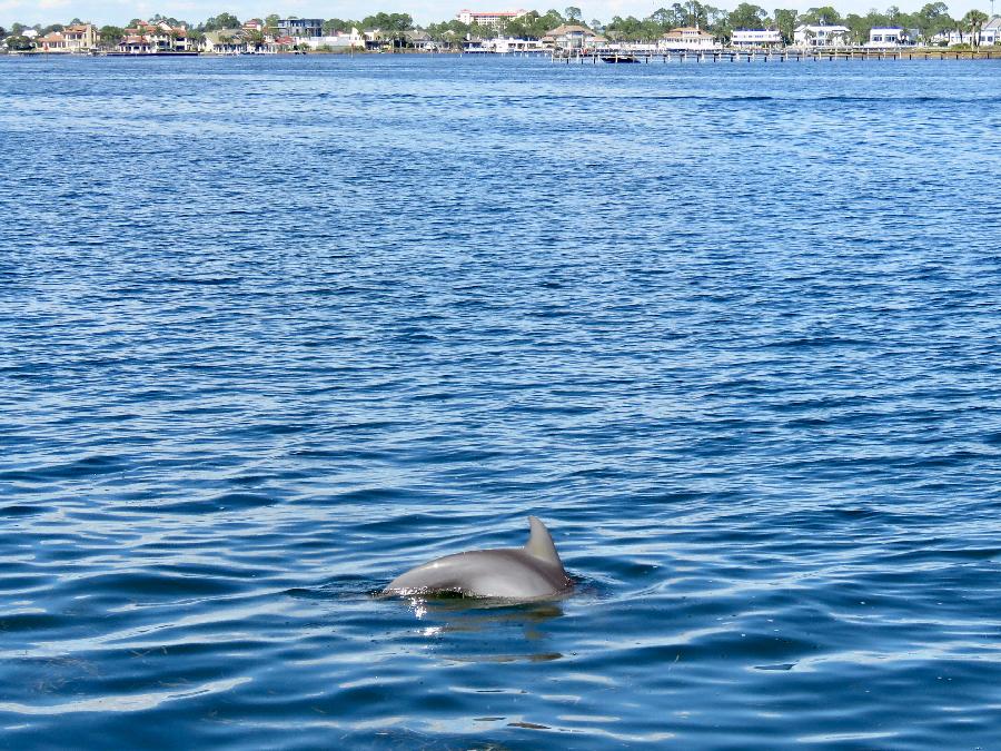 Dolphin Sighting aboard Island Time