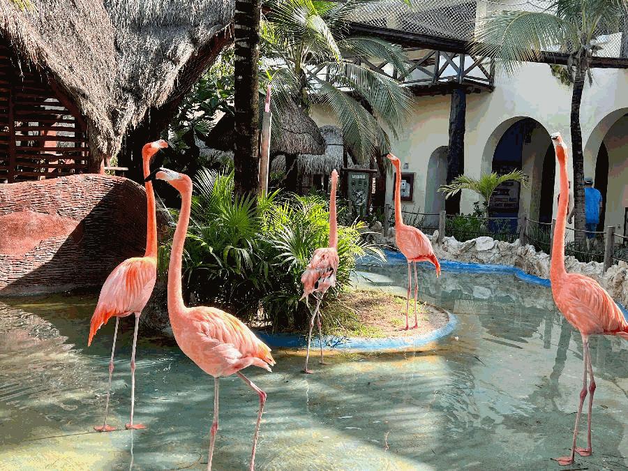 Lunch, Drinks & More: Explore Costa Maya by Golf Cart