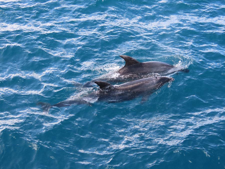 Dolphins Delight Passengers in Bay of Islands 