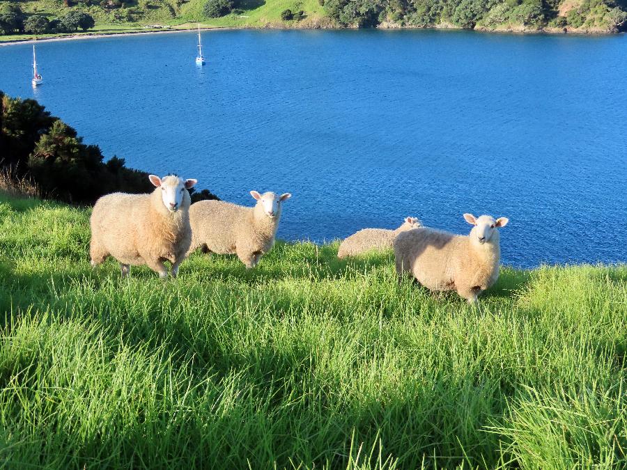 Hiking with Sheep on Urupukapuka Island in Bay of Islands 