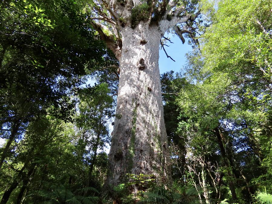 Tane Mahuta, King of New Zealand's Waipoua Forest