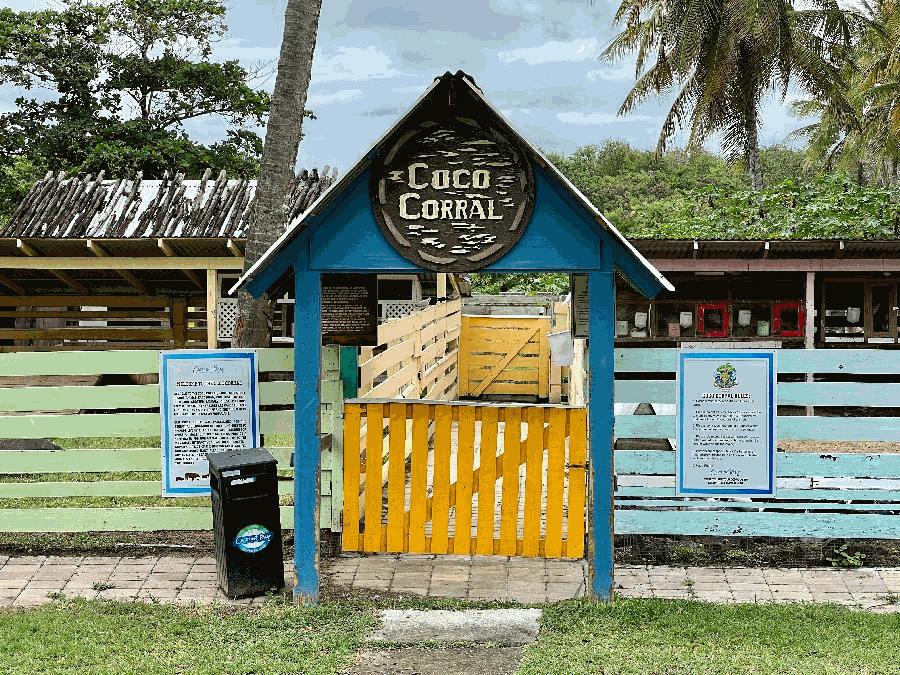 Get Up Close and Personal with the Animals of Coco Corral