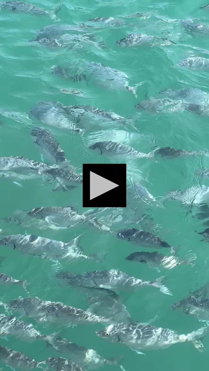 Bermuda's Fish Feeding Frenzy 
