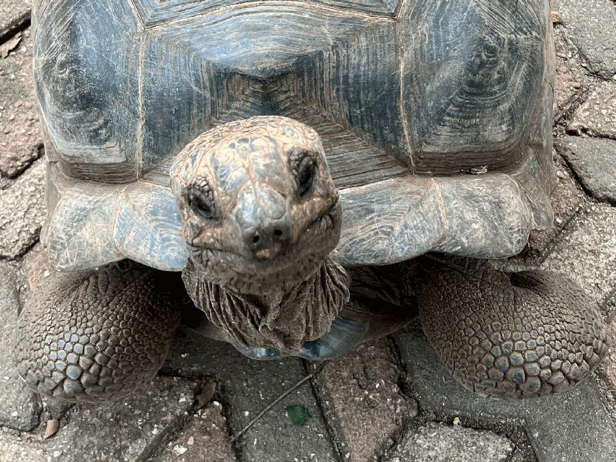 Meeting the Aldabra Giant Tortoises of Zanzibar