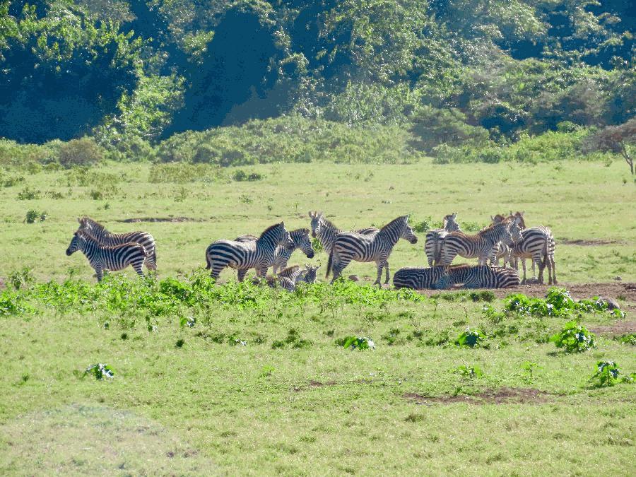 Morning Game Driving in Arusha National Park