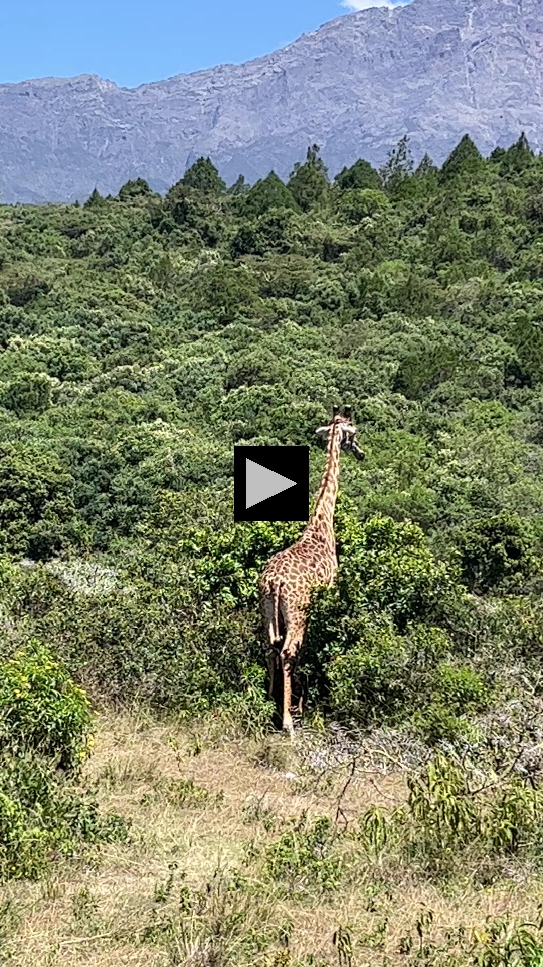 Gentle Giants Roam Through Arusha National Park