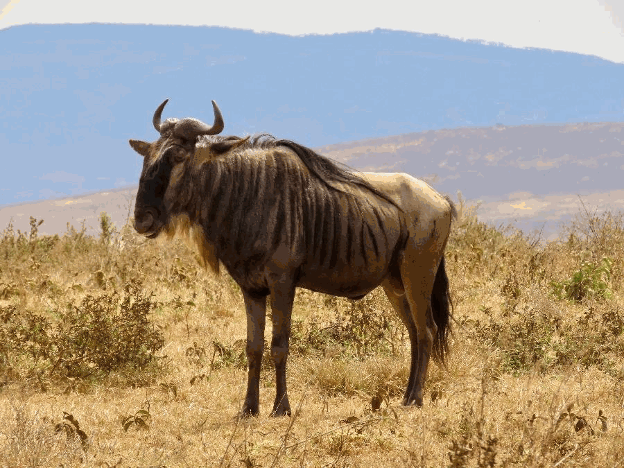 Life Inside the Ngorongoro Crater