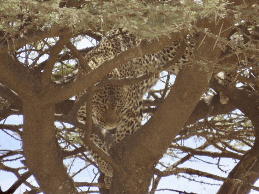 Spotting Big Cats in Serengeti National Park