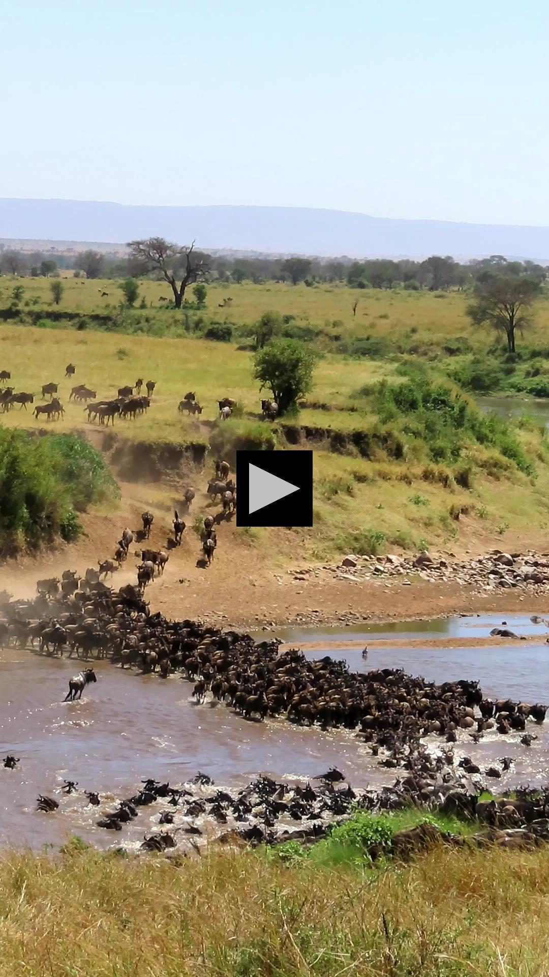 Waves and Waves of Wildebeests Cross the Mara