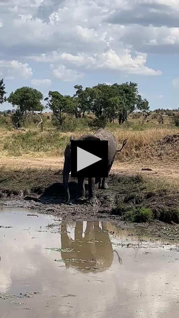Hot Serengeti Afternoon: Perfect Time for a Mud Bath!