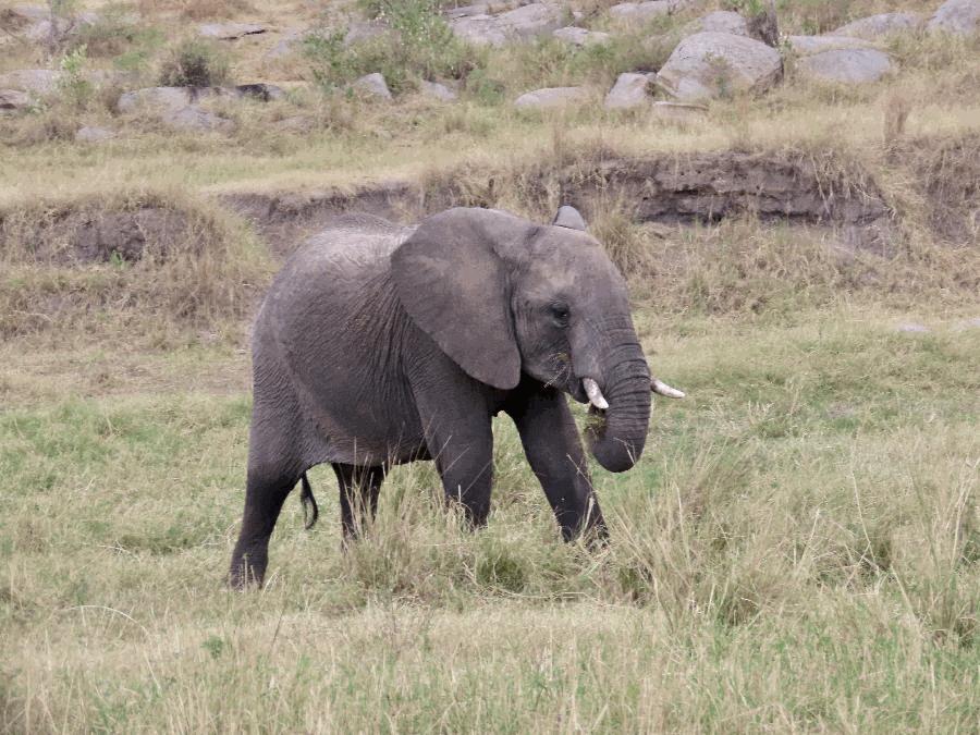 World's Largest Animal Species Roam in the Serengeti