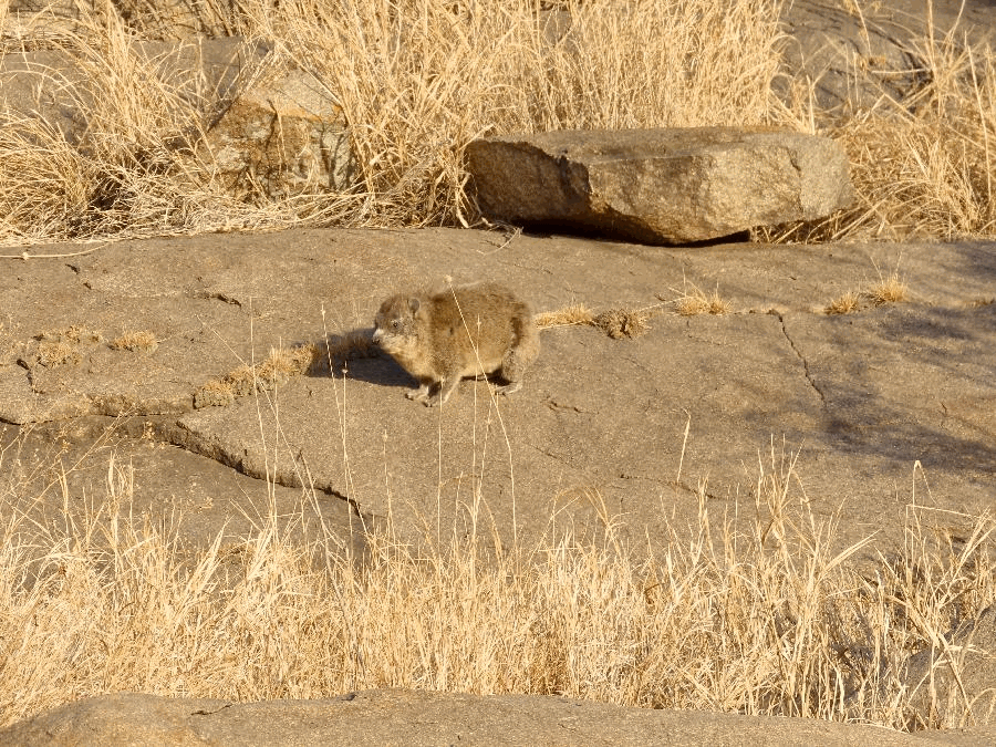 Rock Hyraxes atop the Serengeti's Kopjes