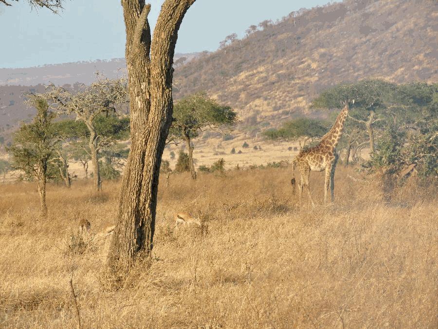 Gentle Giants Strolling upon the Serengeti Savannah