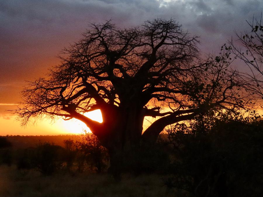 A Baobab Tree Make a Perfect Sunset Silhouette 