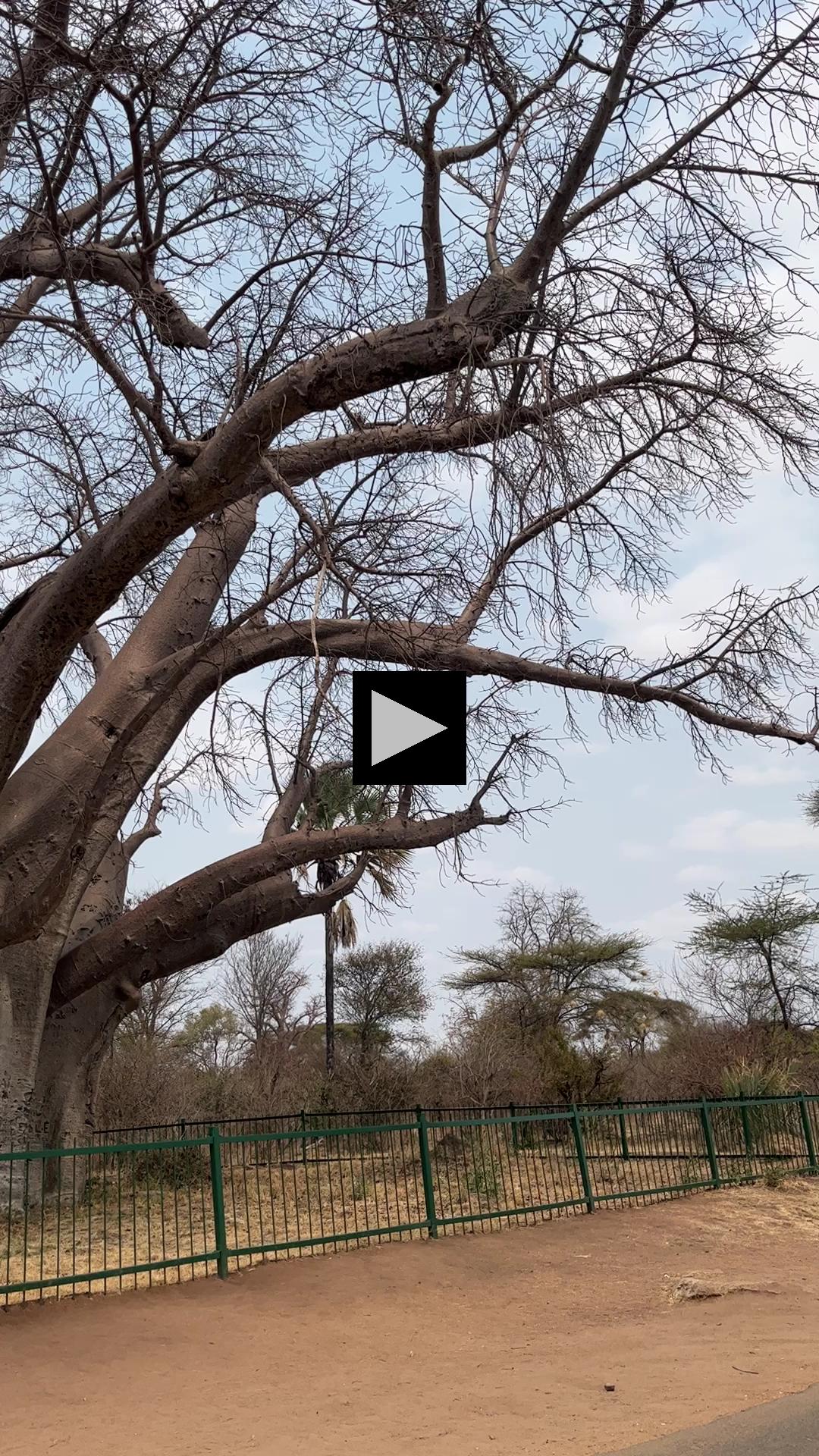 The Big Baobab Tree in Victoria Falls