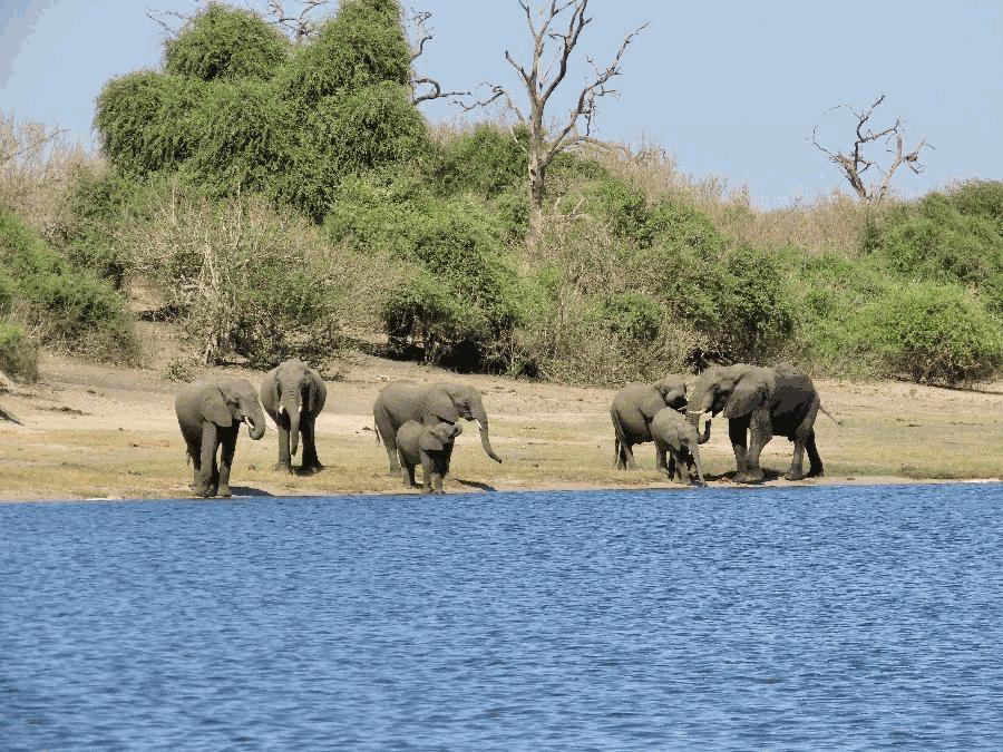 Tail to Trunk: Fascinating Line of Giants Cross the Chobe