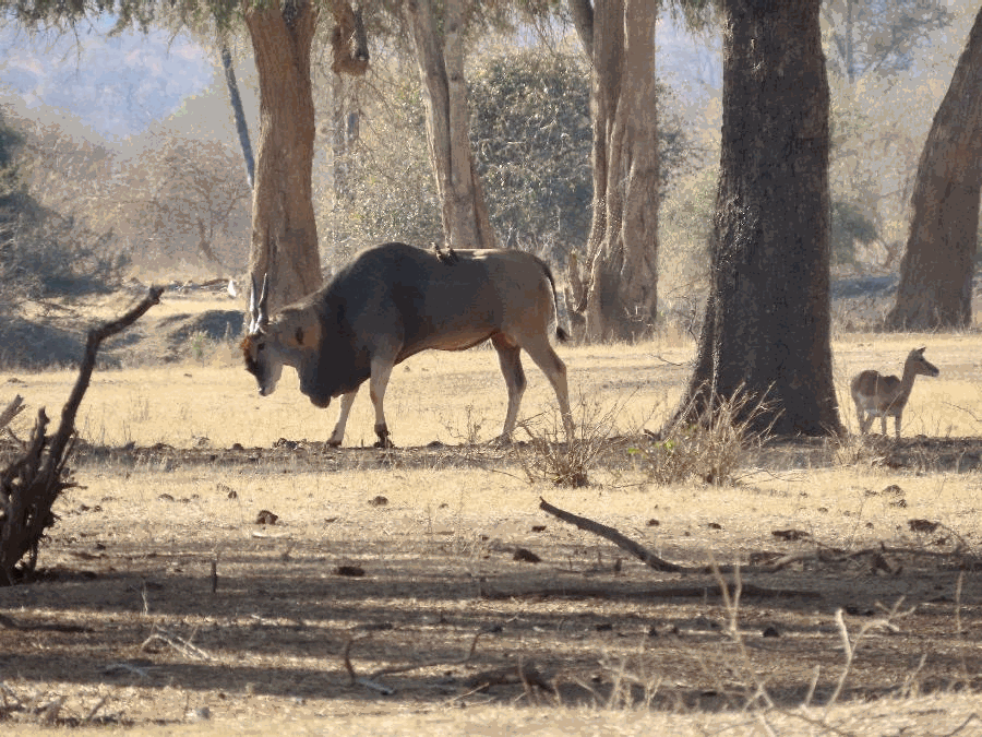 Elusive Black Rhino and More at Private Game Reserve