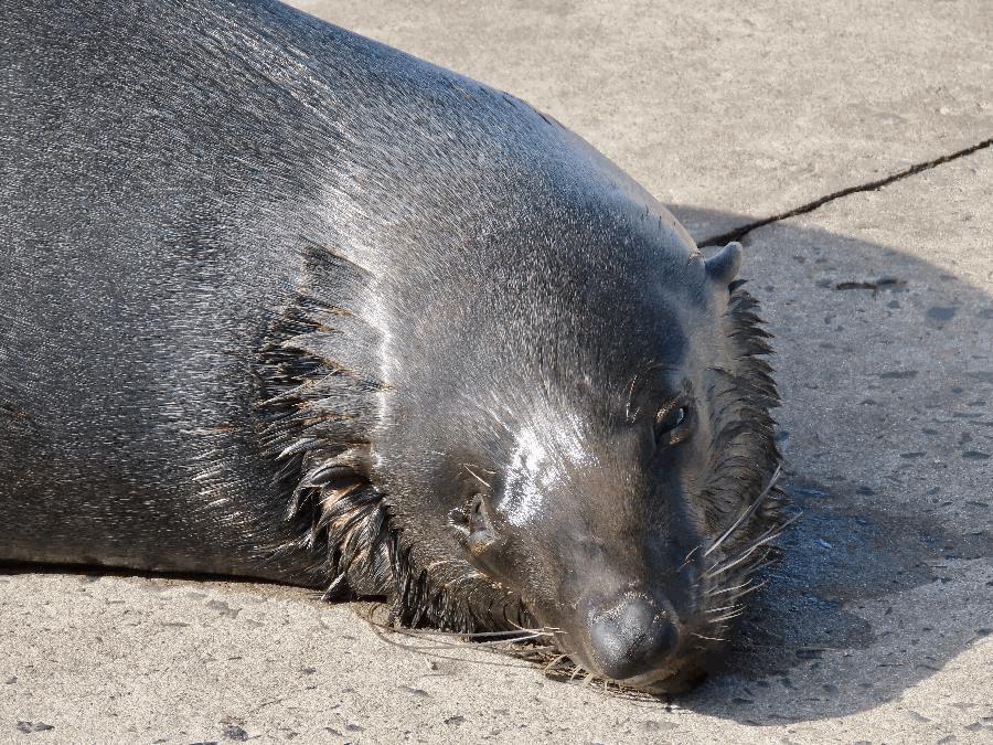 Meet the Cape Fur Seals of Hout Bay