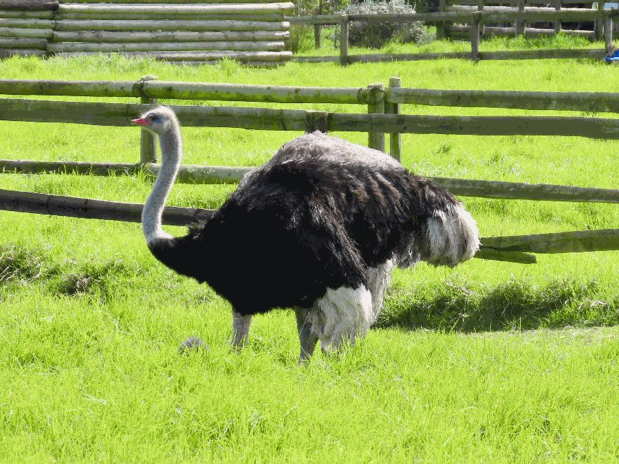 Ostriches, Reptiles and Monkeys on the Cape!