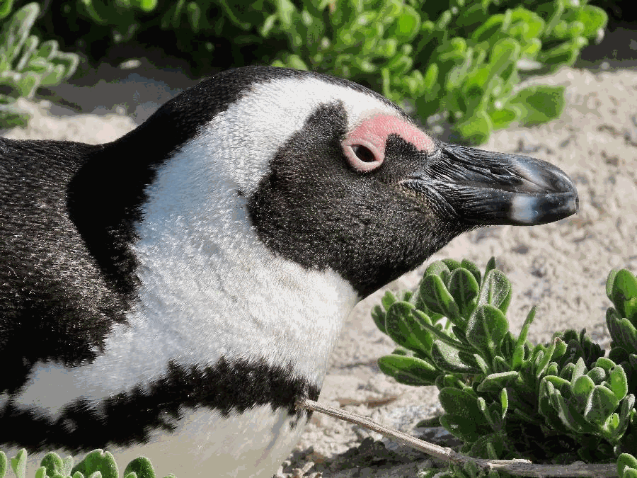 An Afternoon with African Penguins at Boulders Beach