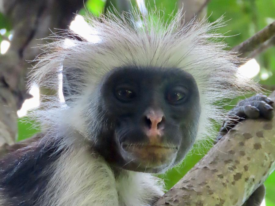 Red Colobus Monkey Making Monkey Faces in Jozani Forest!