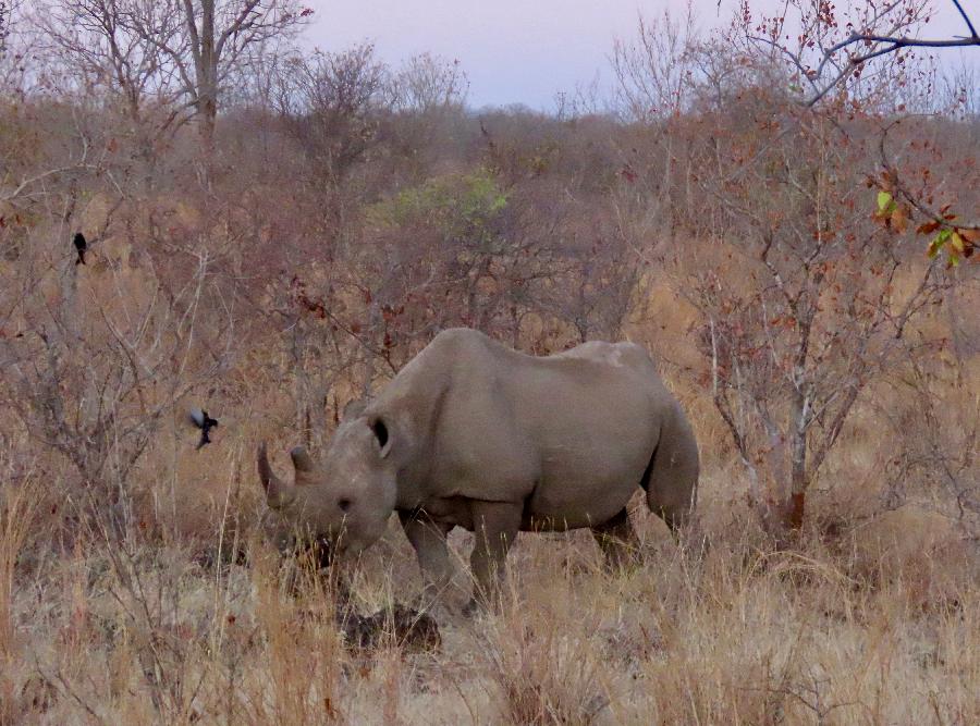 The Elusive Rhino at Stanley and Livingstone Game Reserve