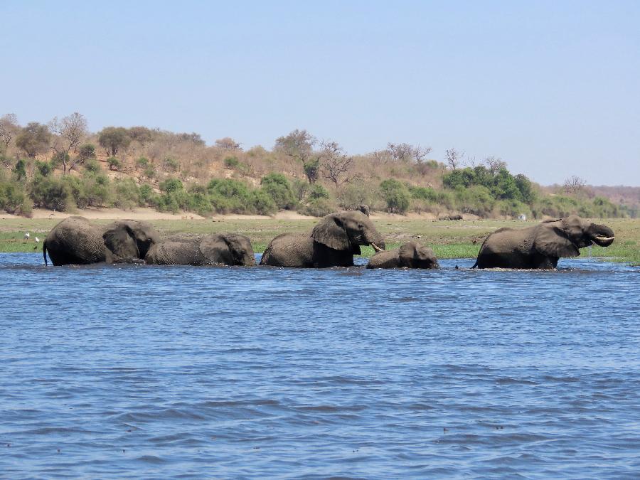 Elephant Crossing on Chobe River
