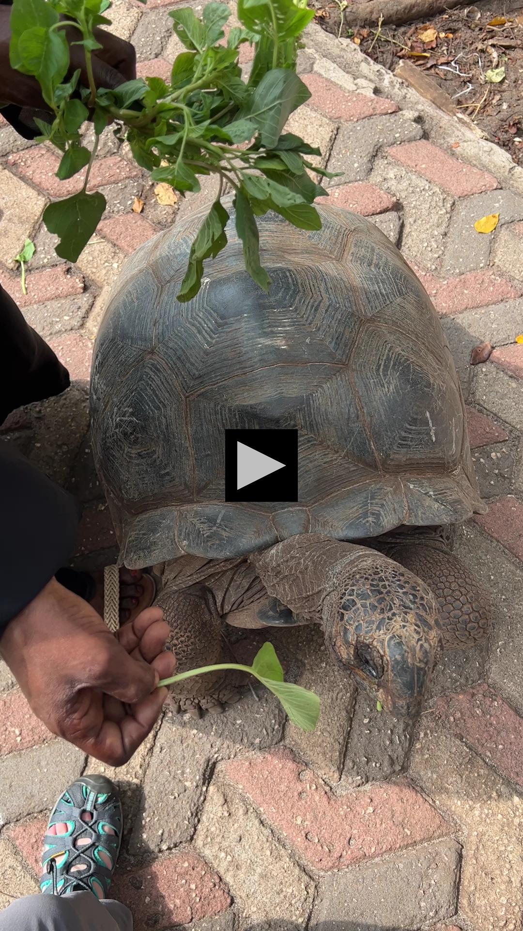 Meal Time for this Aldabra Tortoise