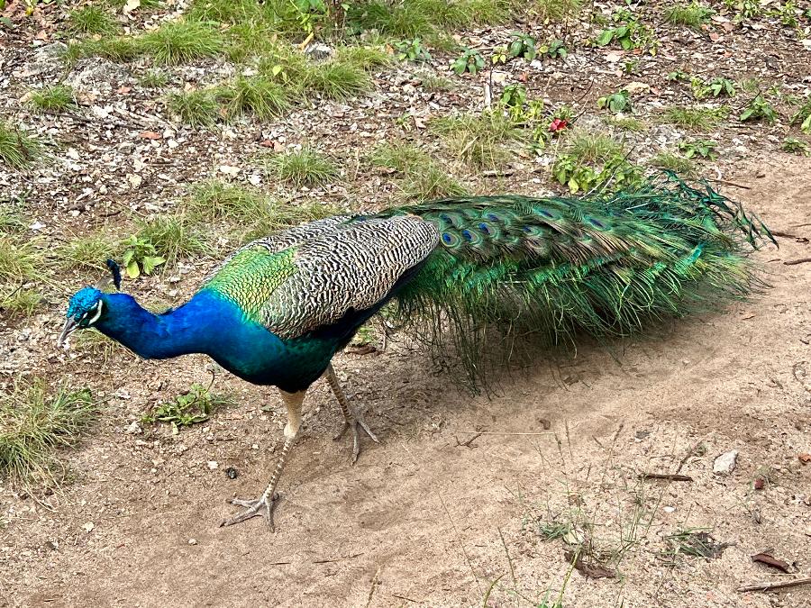 Keep Your Eyes Open for Peacocks!