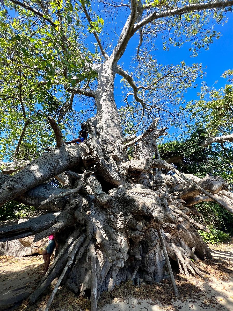 Mbuyu (Adasonia Digitata), Zanzibar's Famous Baobab Tree