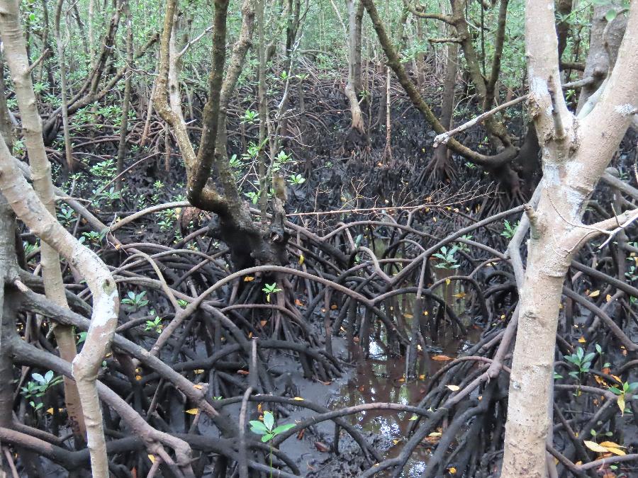 Mangrove Habitat