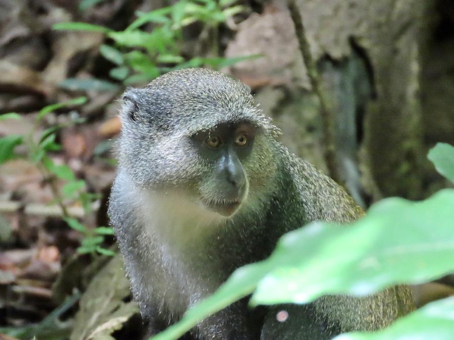 Blue Monkey inside Jozani Forest