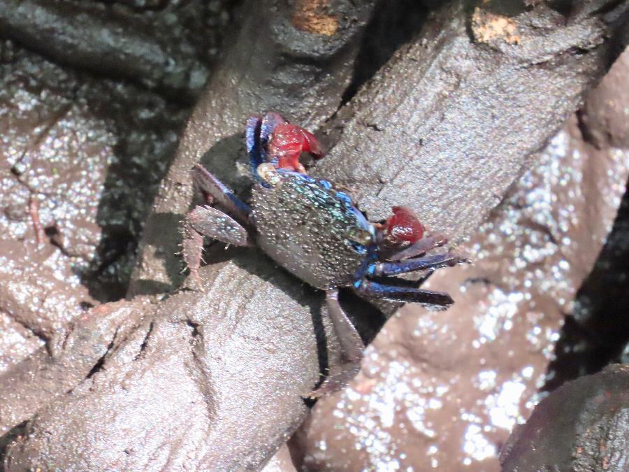 Patriotic Crab in the Mangrove Forest