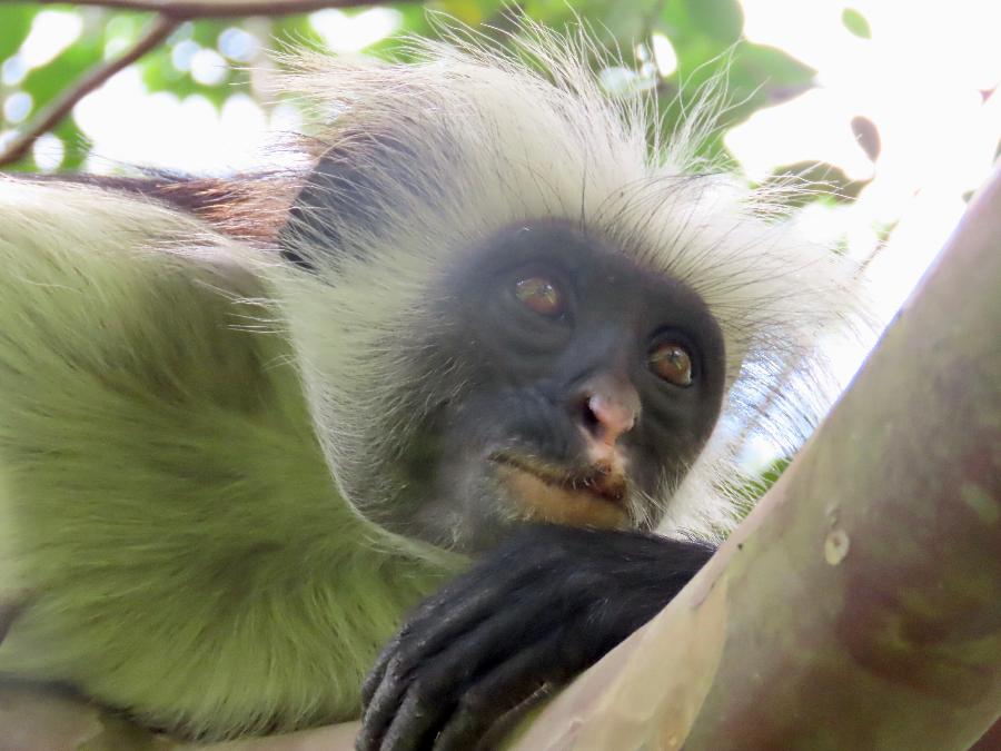 Up Close and Personal with a Red Colobus Monkey