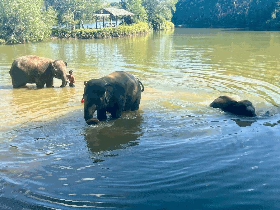 It's Bath Time at The Lake Elephant Sanctuary 
