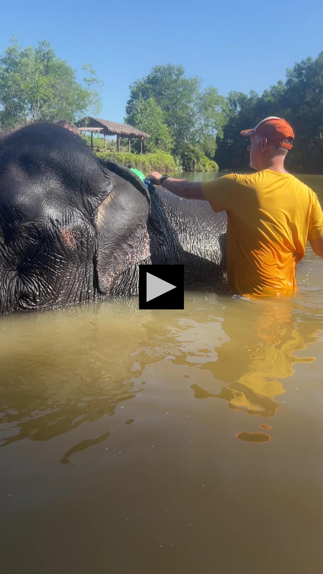Scrub-A-Dub: Elephants in a Big Tub!