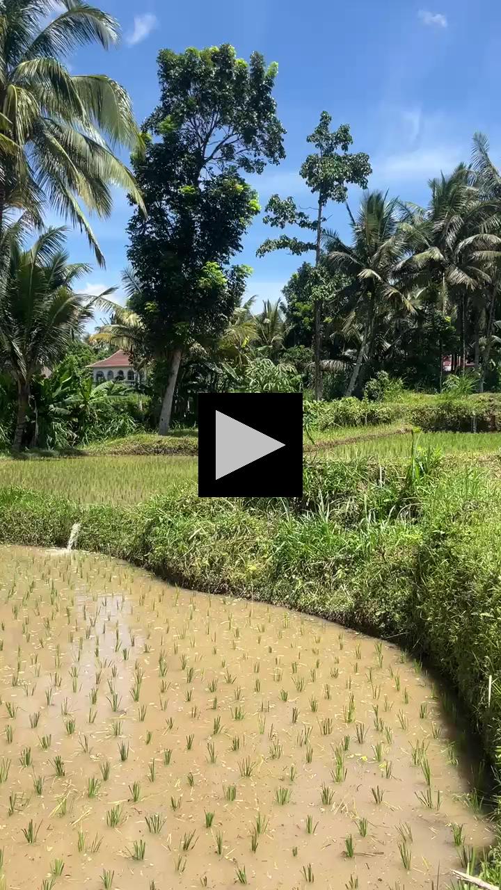 Lombok's Countryside: The Rice Fields of Tetebatu