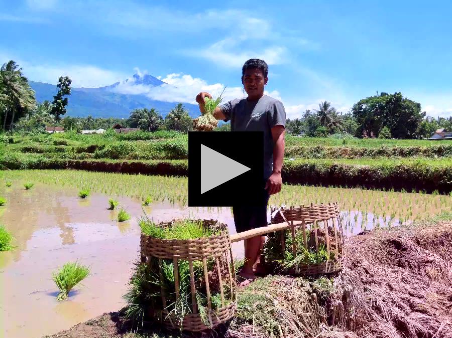 Helping with Rice Planting at Tetebatu Rice Fields
