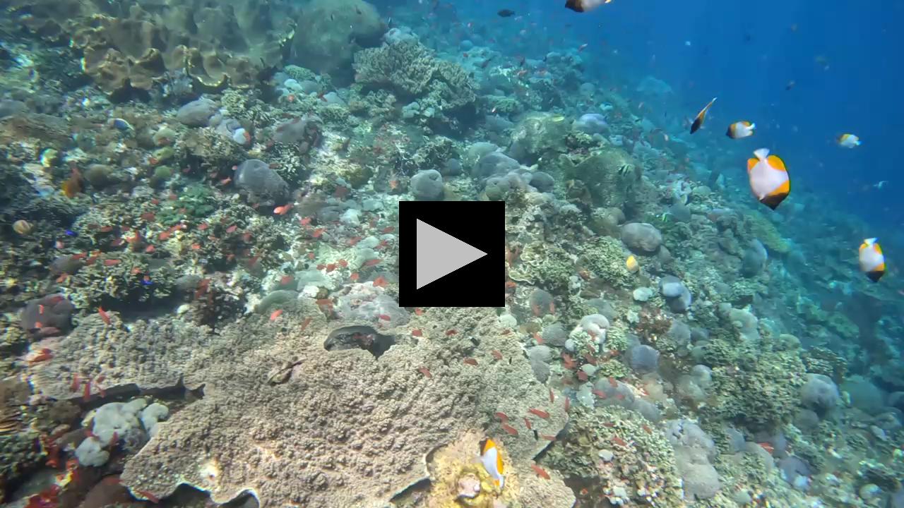 Snorkeling in the Clear Blue Waters Surrounding Bali