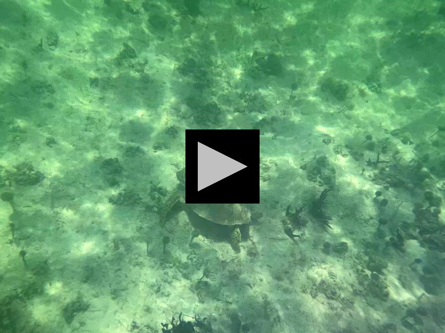 Snorkeling with Sea Turtles off Coast of Bavaro Beach
