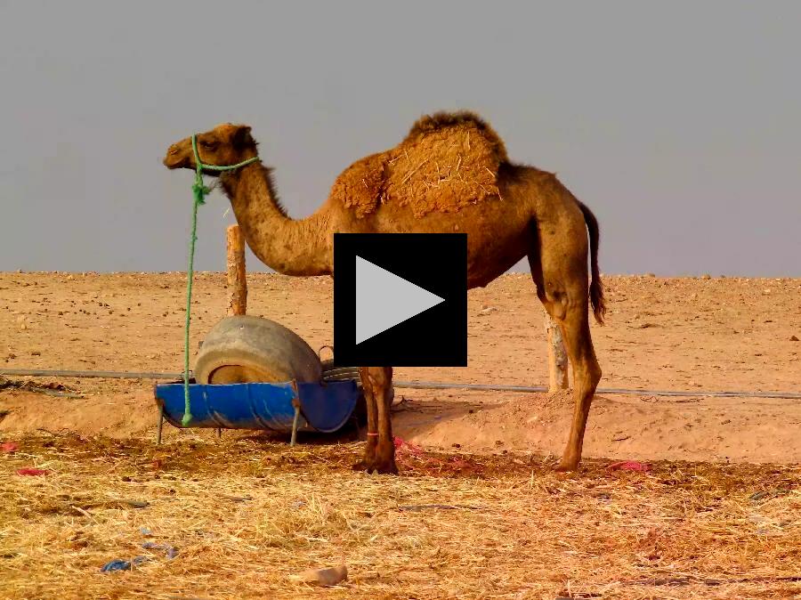 Argan Oil, Camels, Dinner and Campfire: Agafay Desert Safari